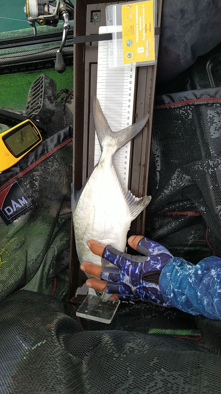 Black Bass (Largemouth bass)