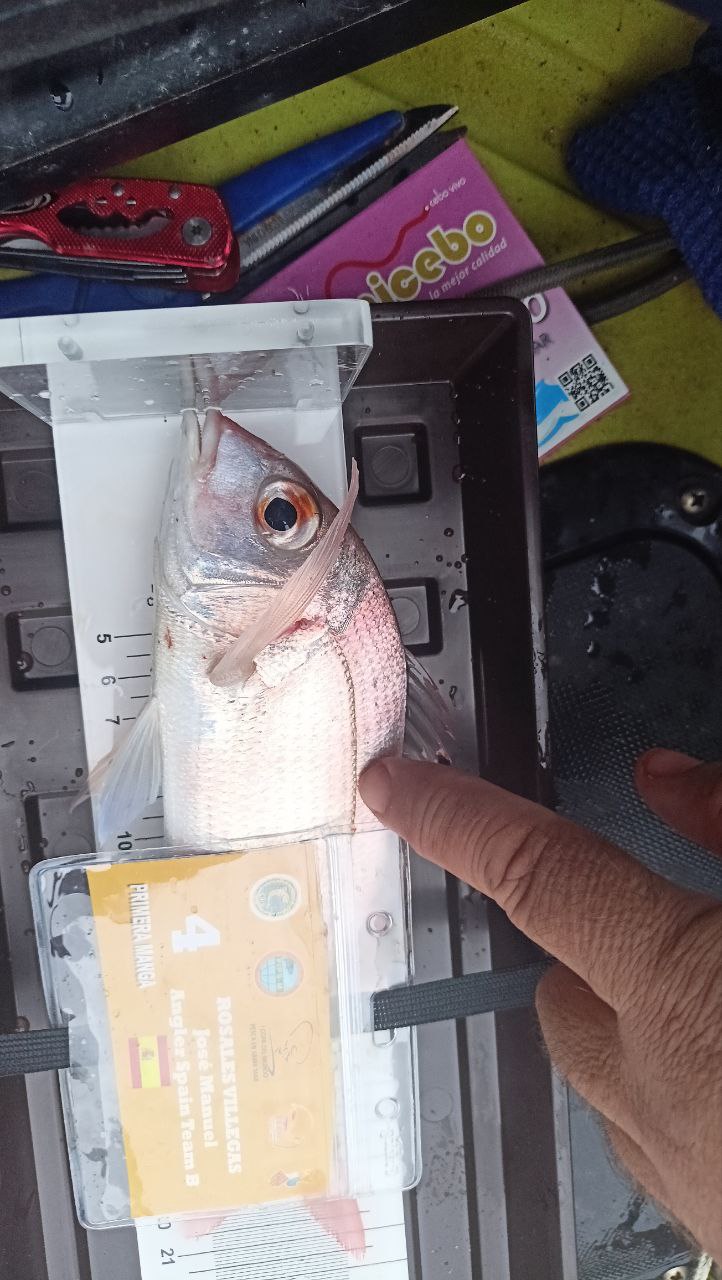 Black Bass (Largemouth bass)