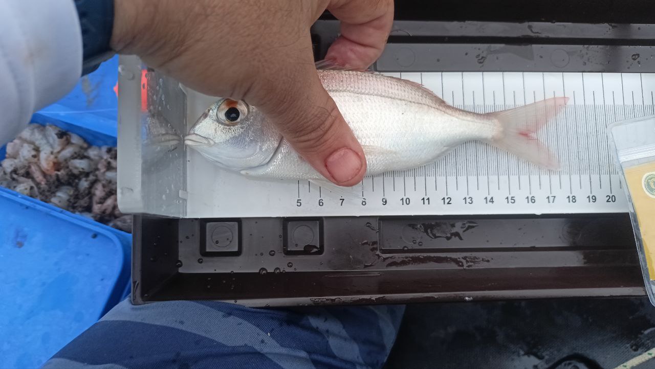 Black Bass (Largemouth bass)