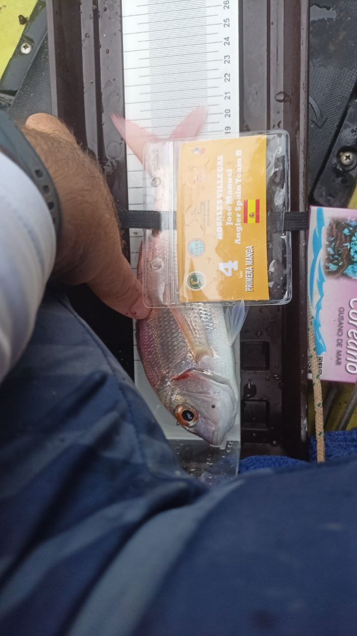 Black Bass (Largemouth bass)