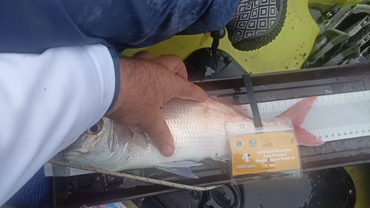 Black Bass (Largemouth bass)