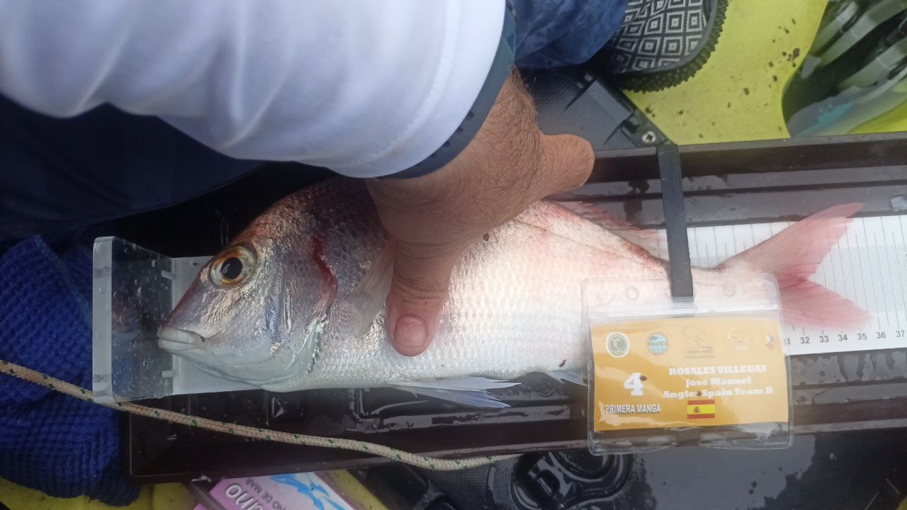 Black Bass (Largemouth bass)
