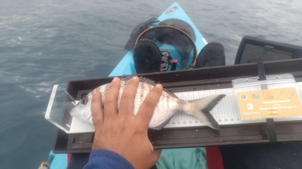 Black Bass (Largemouth bass)