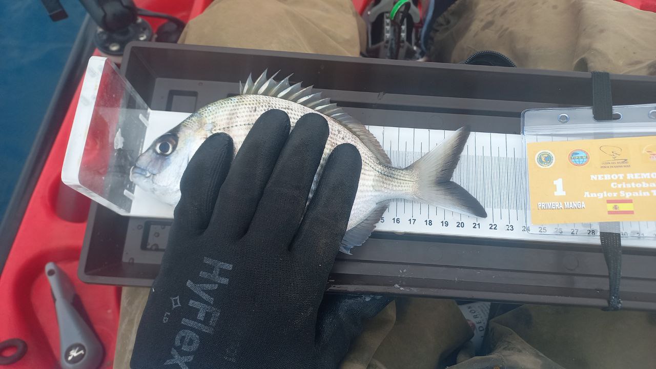 Black Bass (Largemouth bass)