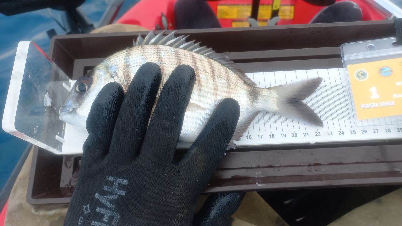 Black Bass (Largemouth bass)