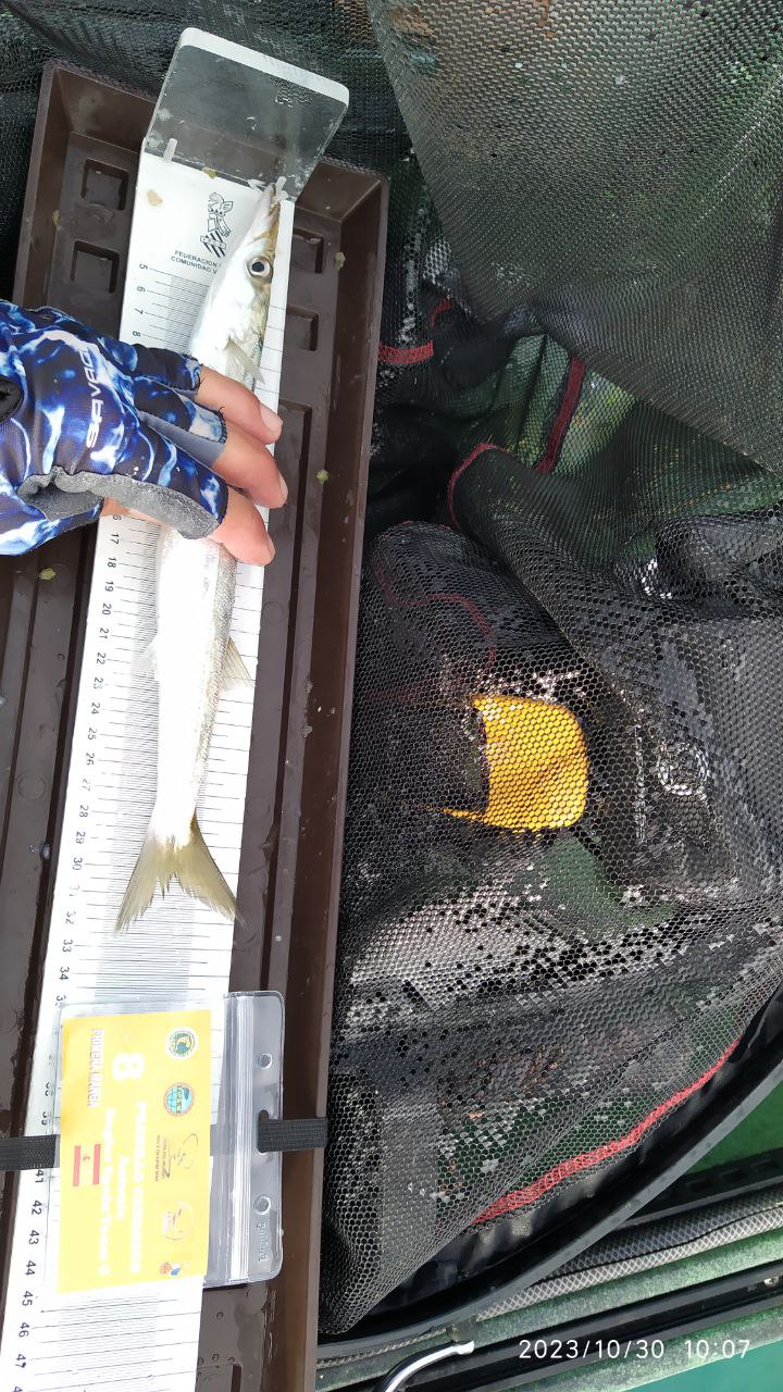 Black Bass (Largemouth bass)