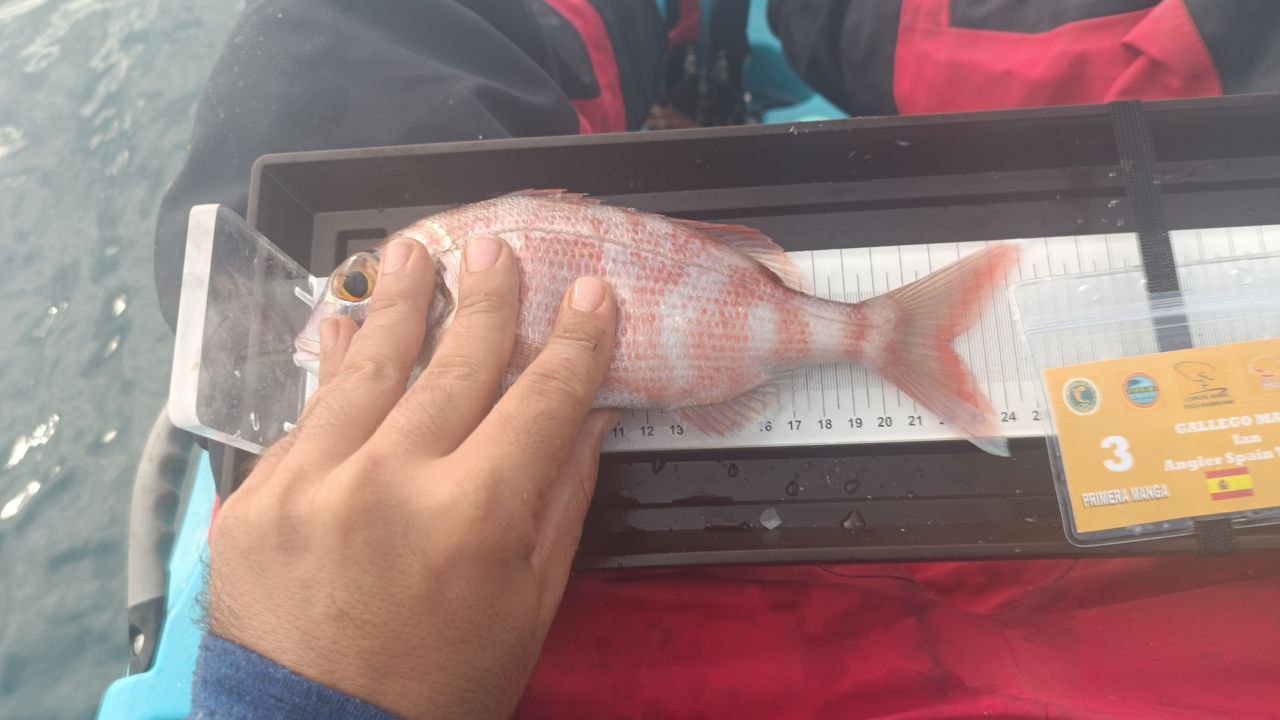 Black Bass (Largemouth bass)
