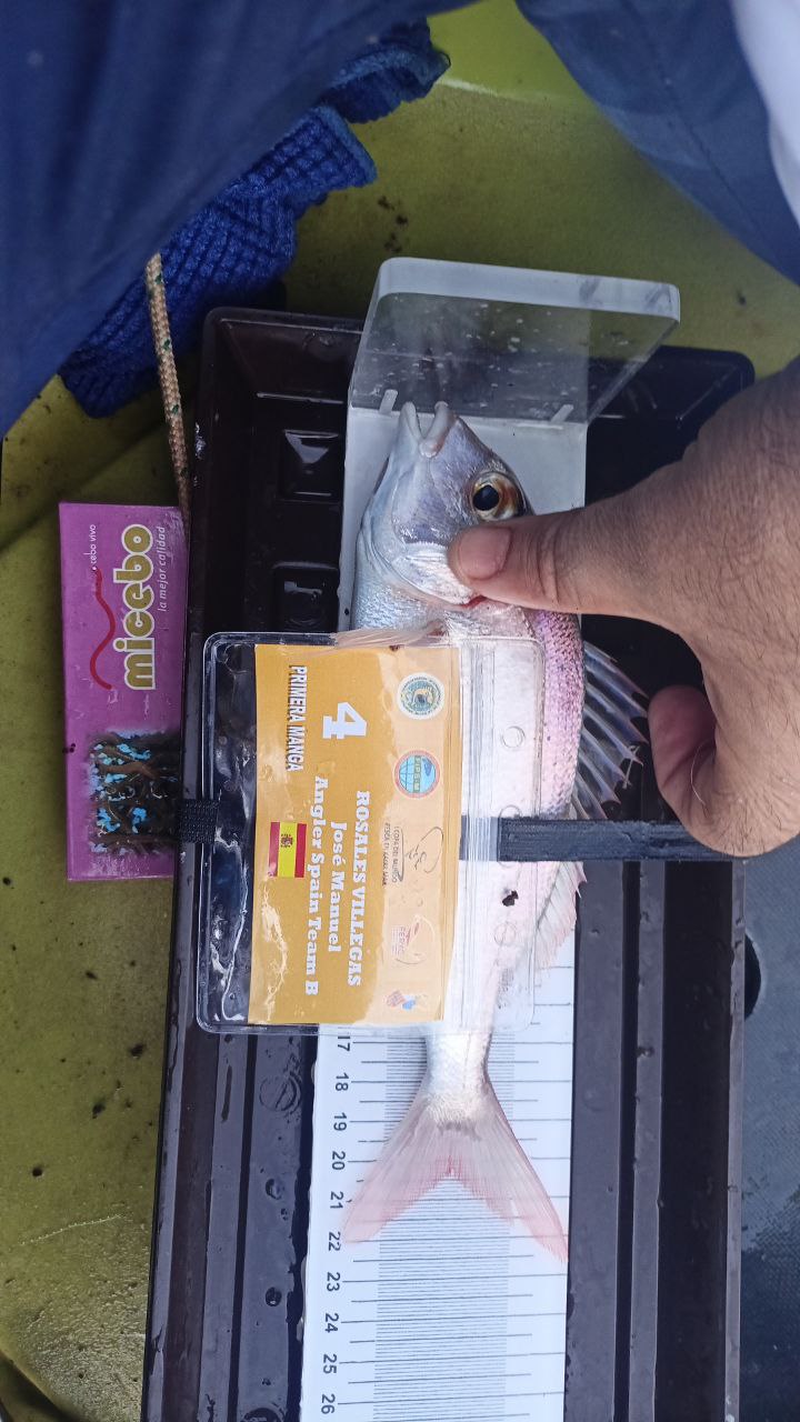 Black Bass (Largemouth bass)