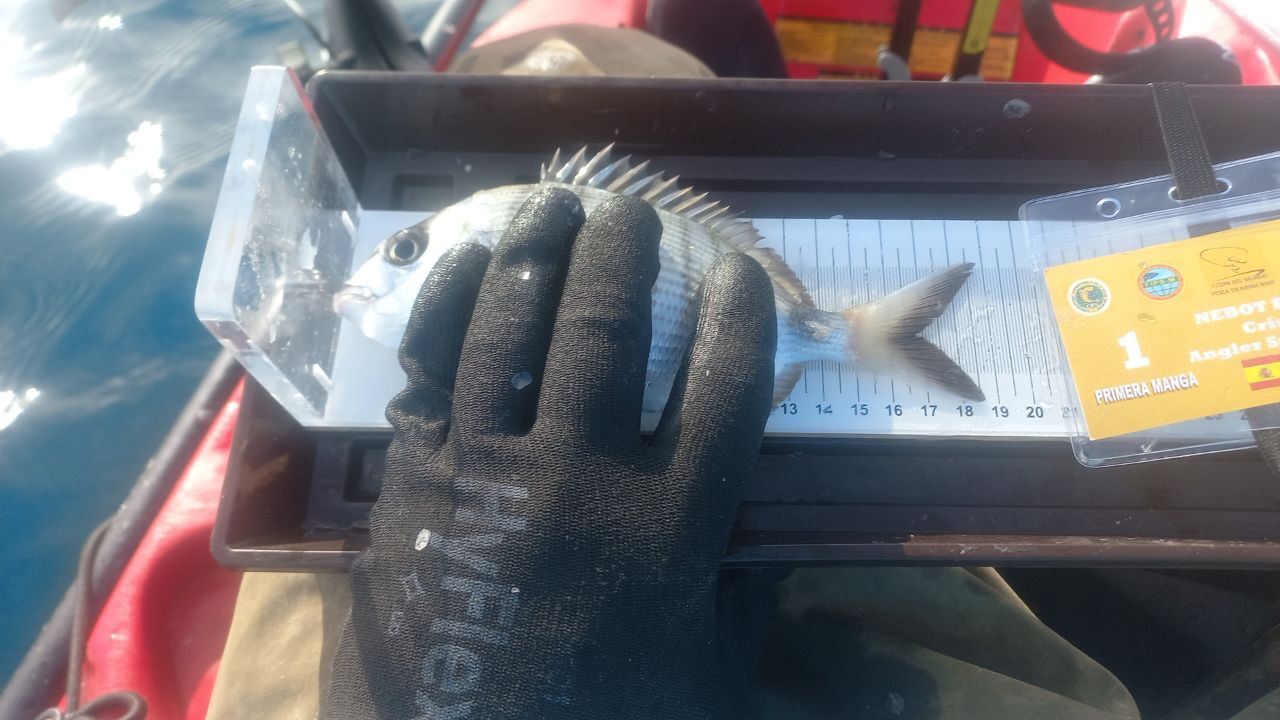 Black Bass (Largemouth bass)