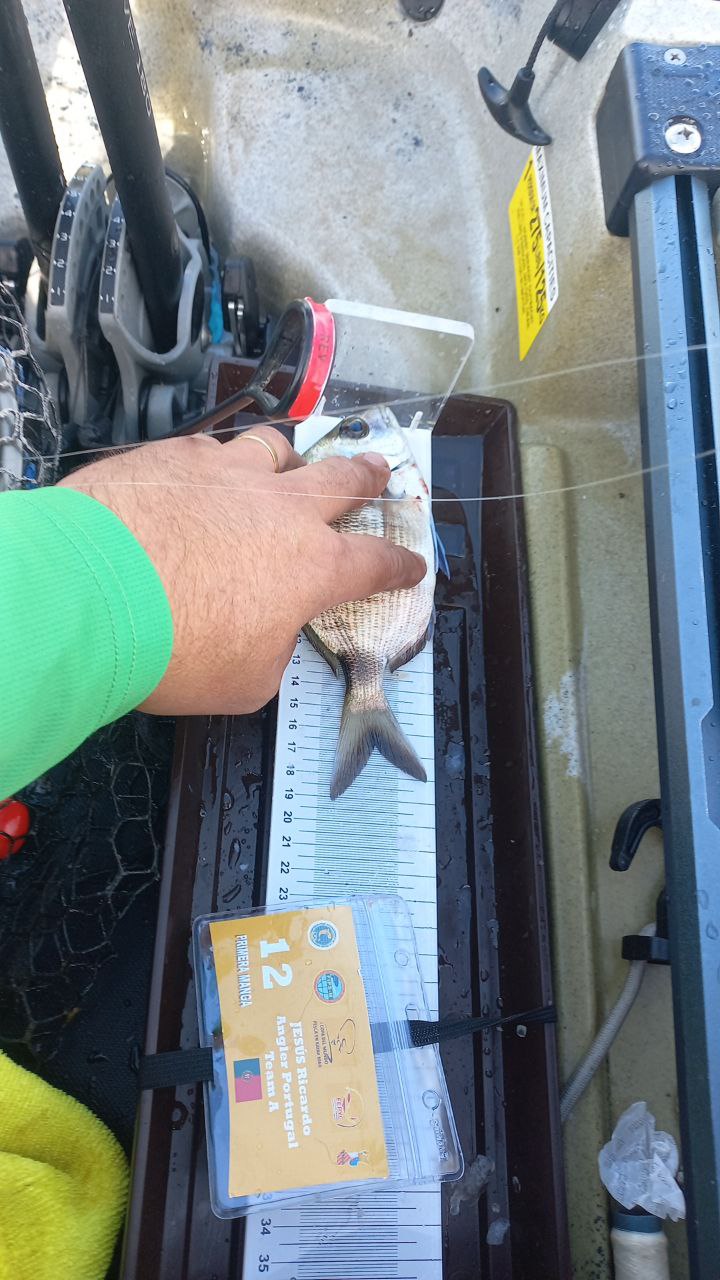 Black Bass (Largemouth bass)