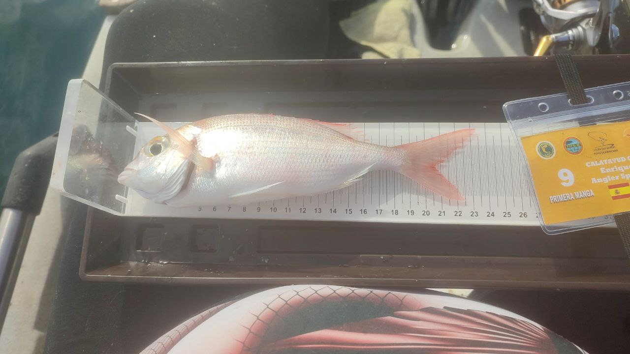 Black Bass (Largemouth bass)