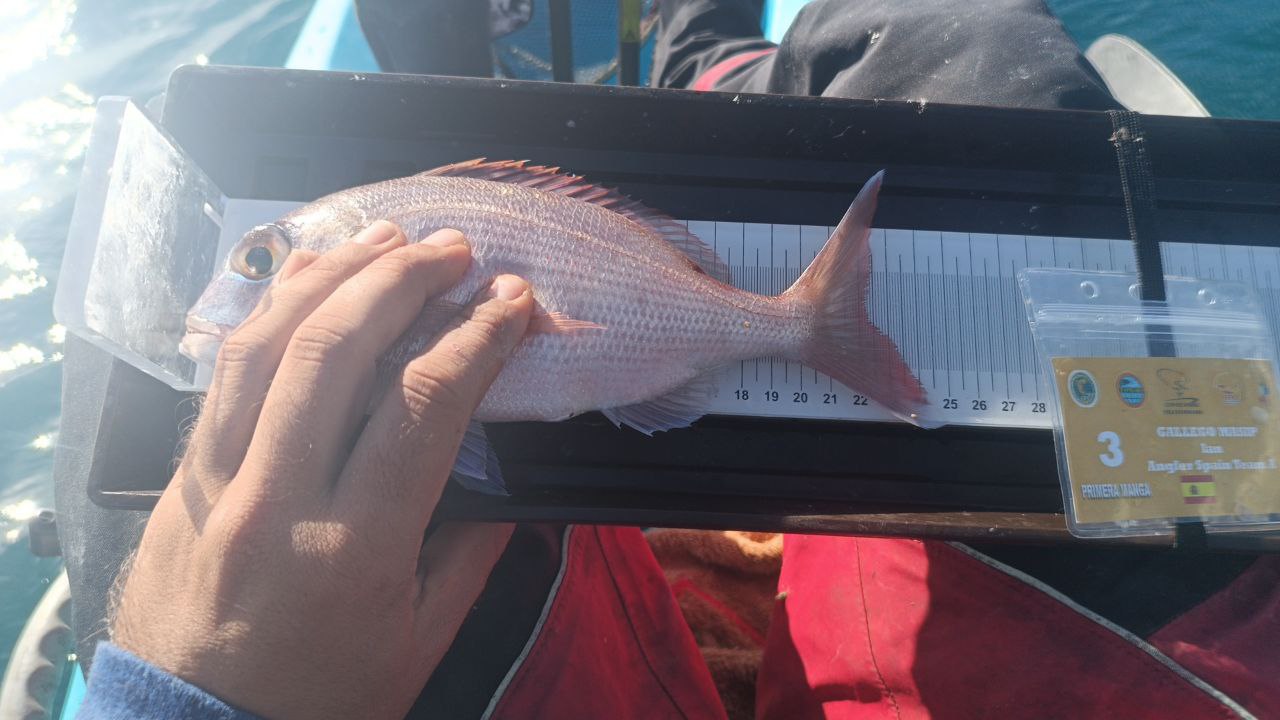 Black Bass (Largemouth bass)
