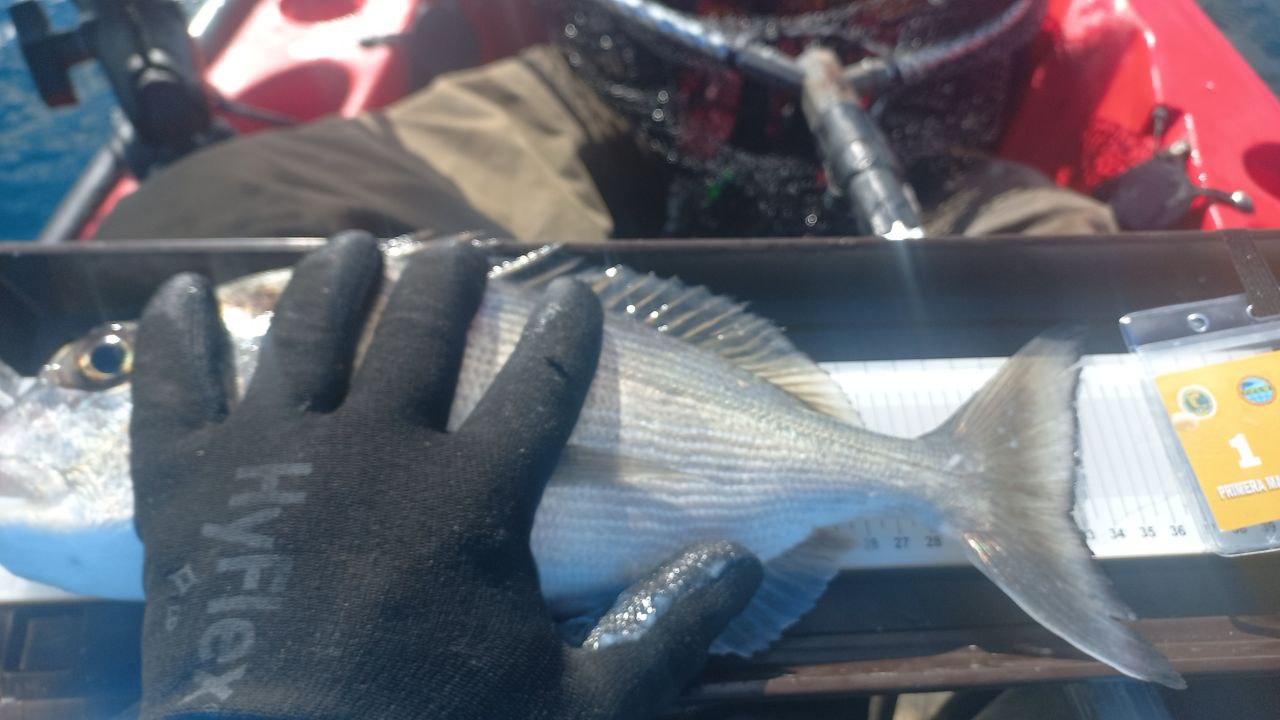 Black Bass (Largemouth bass)