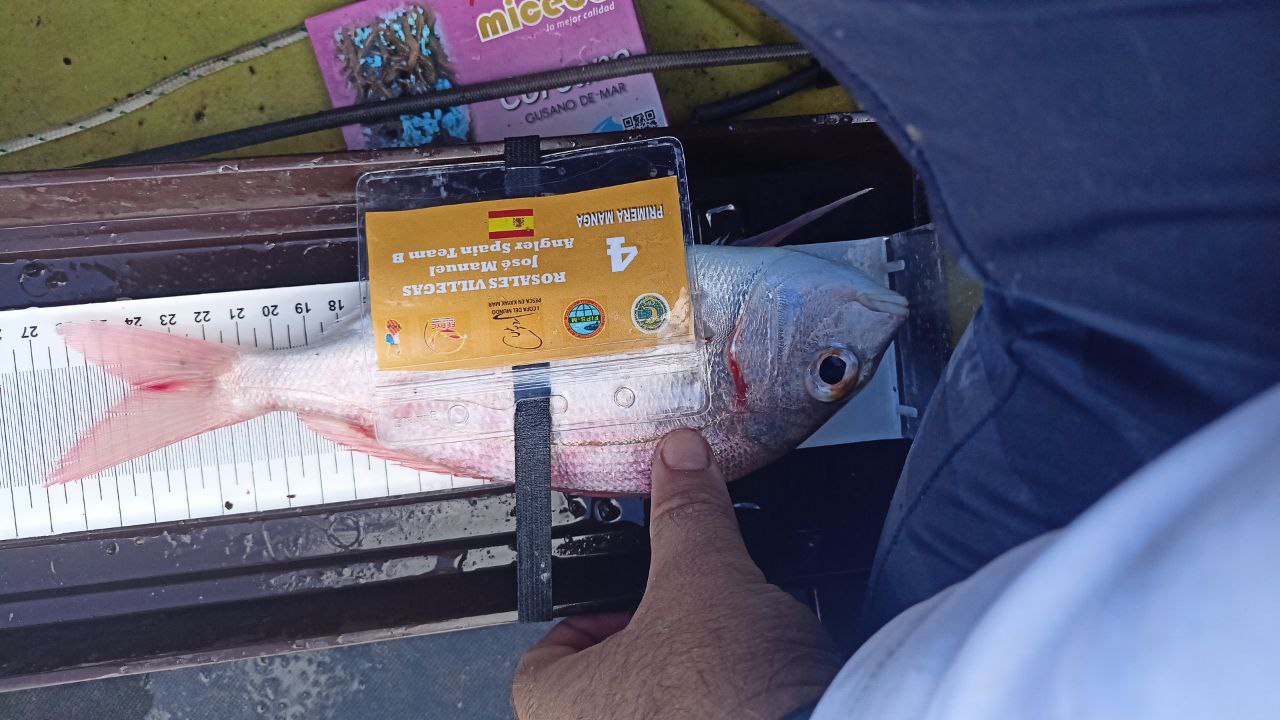 Black Bass (Largemouth bass)