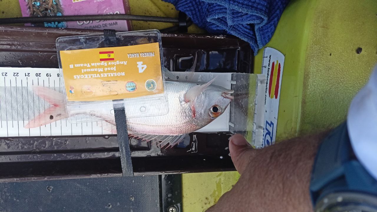 Black Bass (Largemouth bass)
