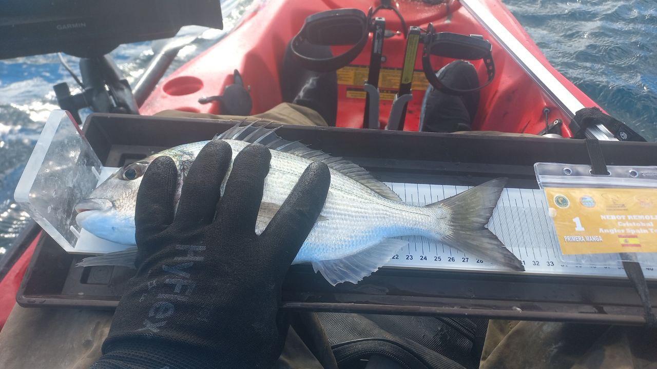 Black Bass (Largemouth bass)