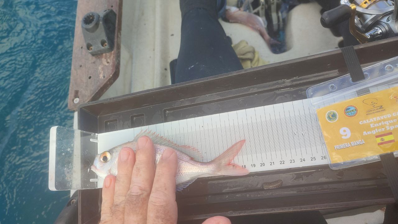 Black Bass (Largemouth bass)