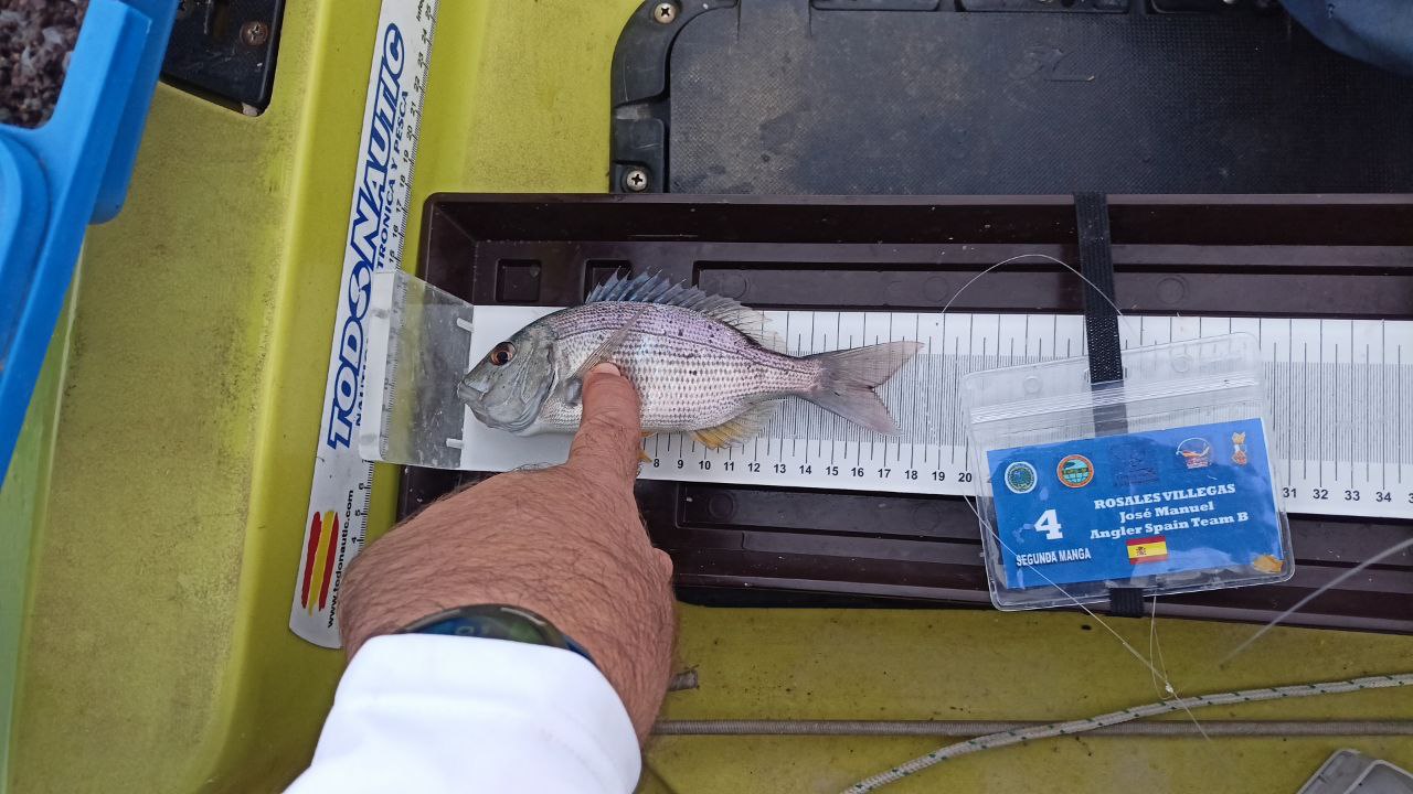 Black Bass (Largemouth bass)