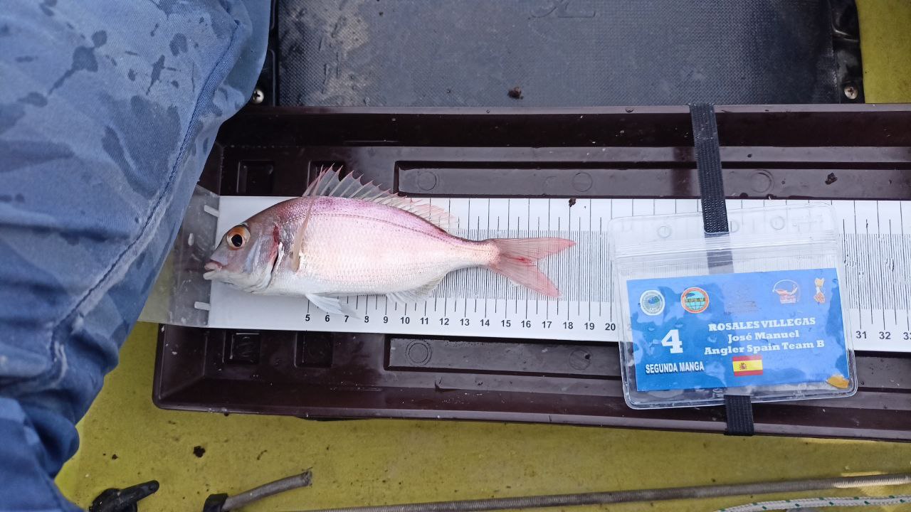 Black Bass (Largemouth bass)