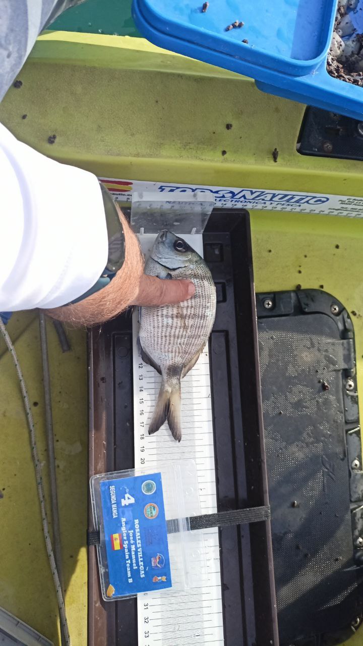 Black Bass (Largemouth bass)