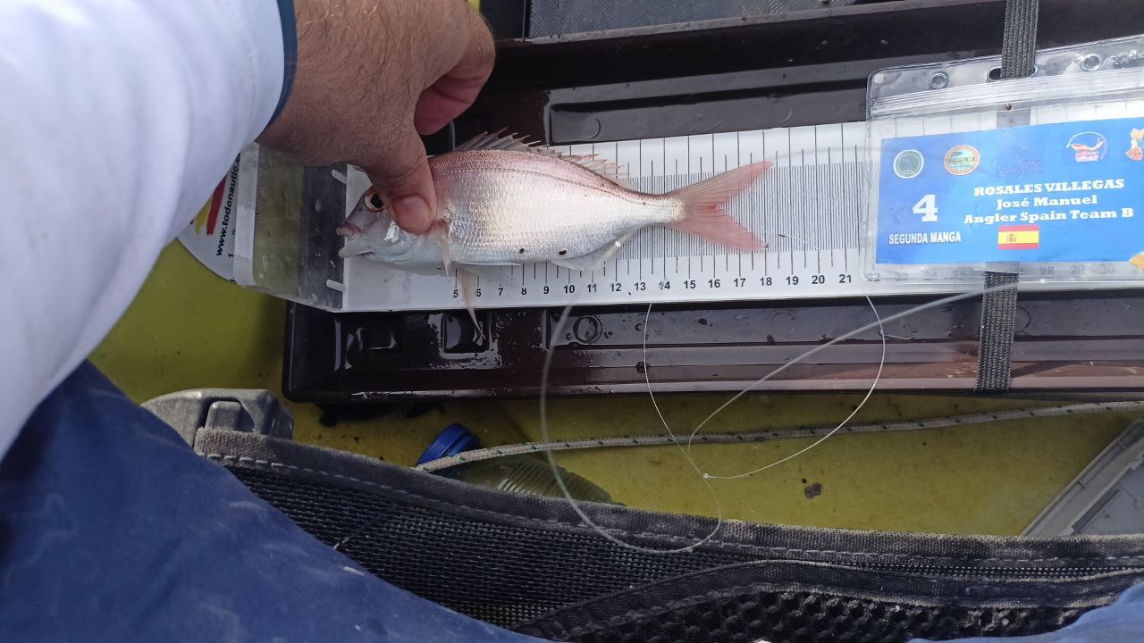 Black Bass (Largemouth bass)