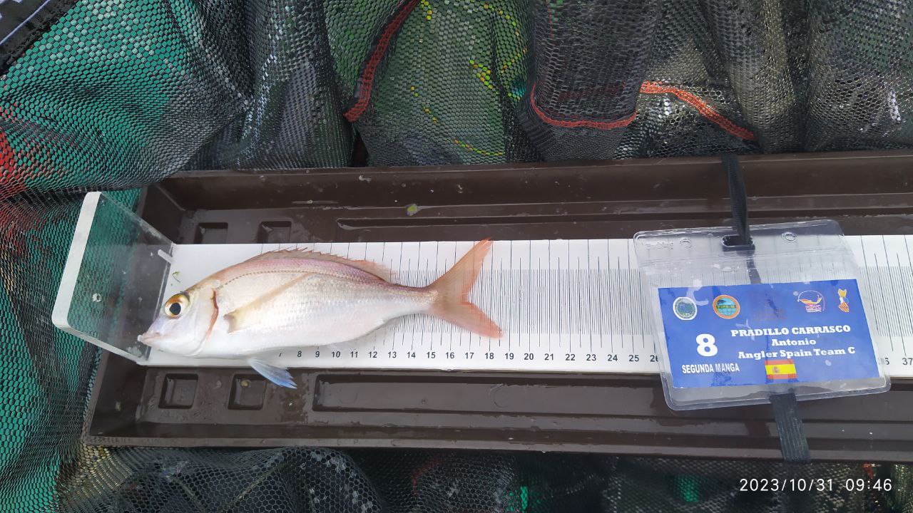 Black Bass (Largemouth bass)