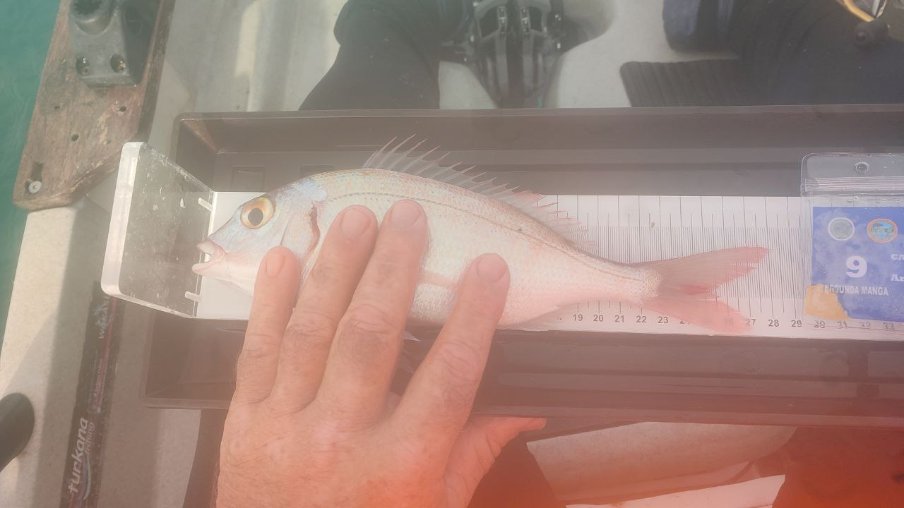 Black Bass (Largemouth bass)