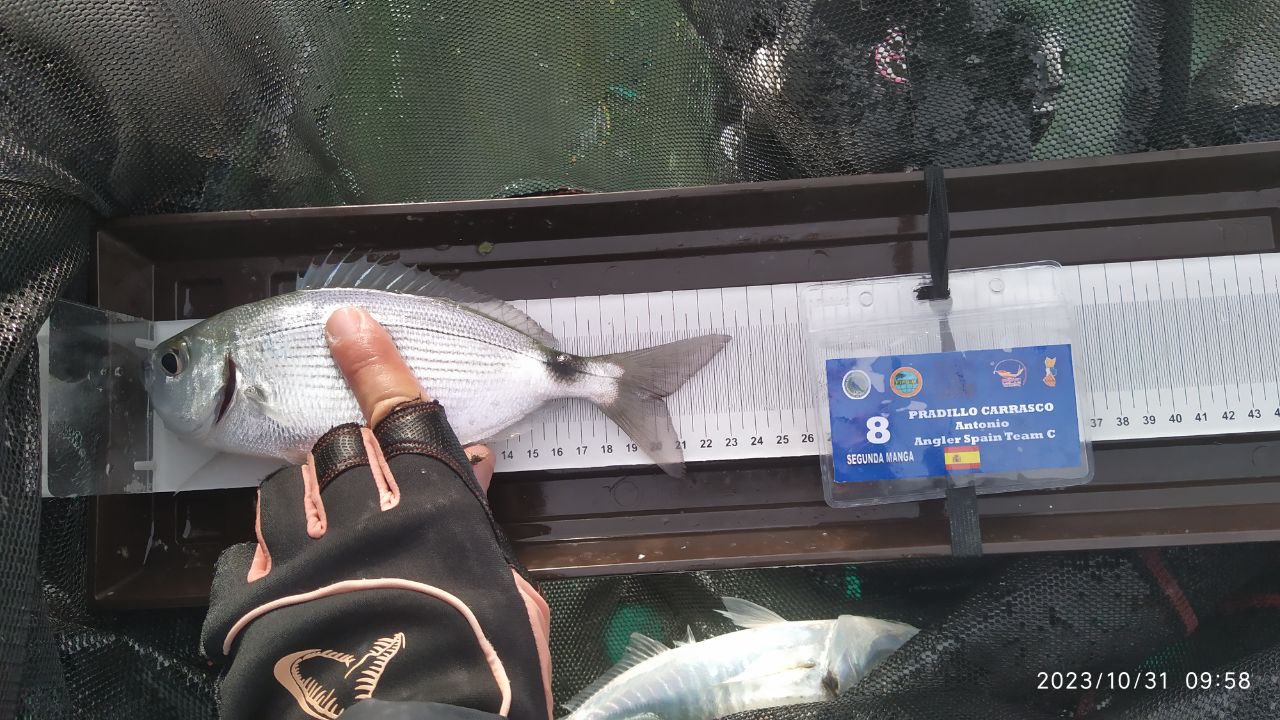 Black Bass (Largemouth bass)