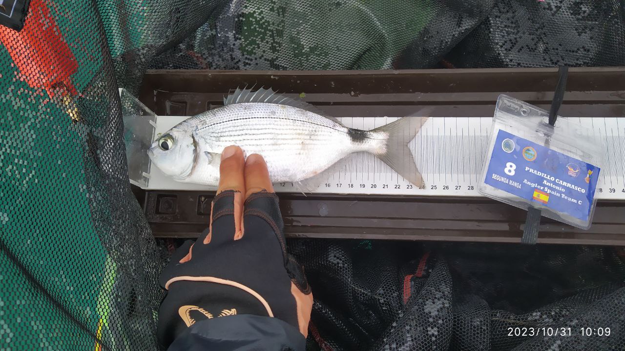 Black Bass (Largemouth bass)