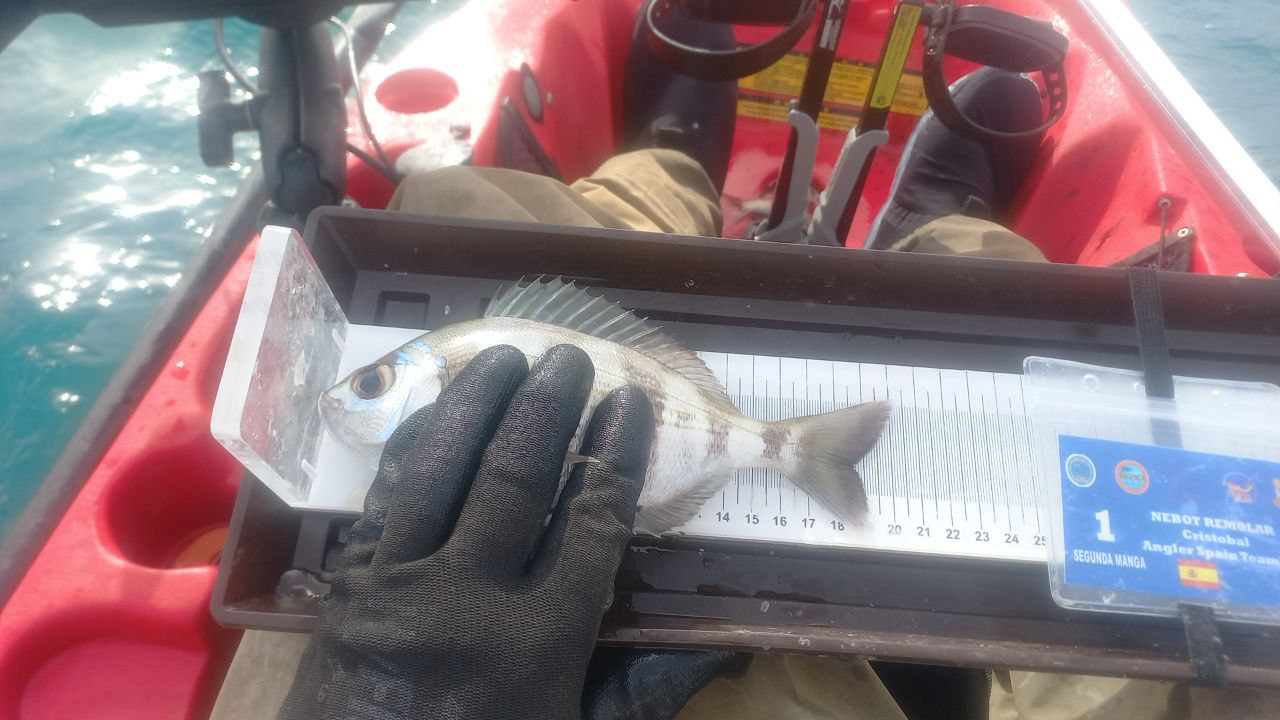 Black Bass (Largemouth bass)