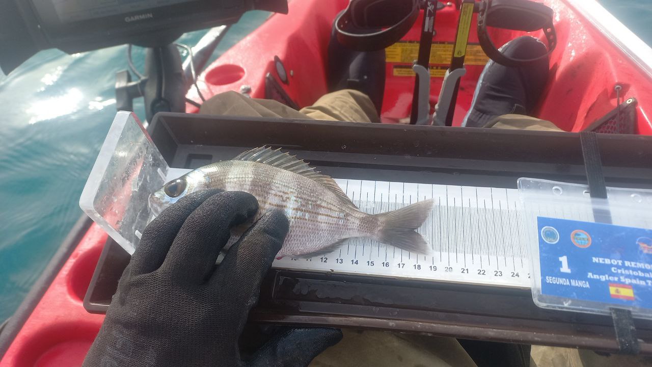 Black Bass (Largemouth bass)