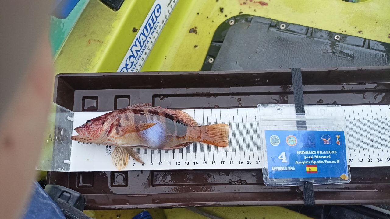 Black Bass (Largemouth bass)