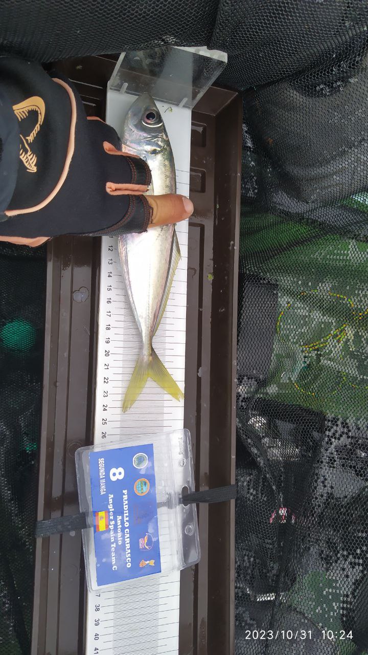 Black Bass (Largemouth bass)