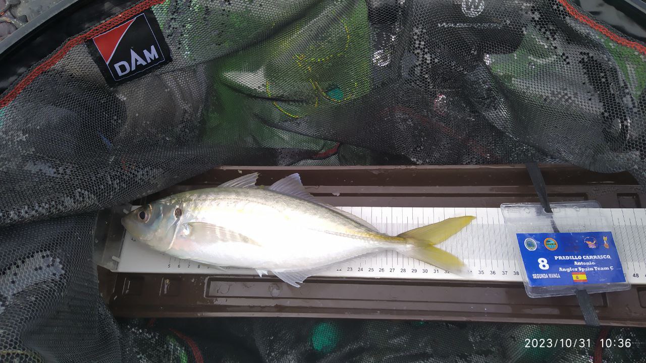 Black Bass (Largemouth bass)