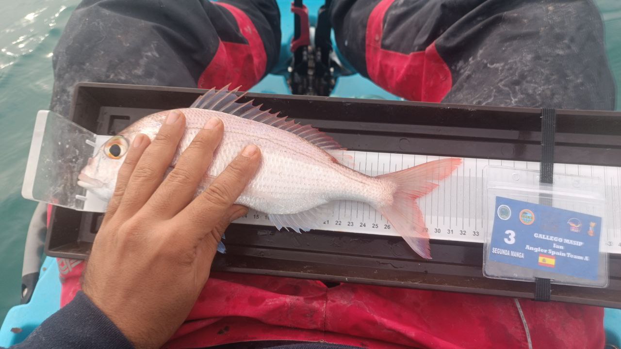 Black Bass (Largemouth bass)