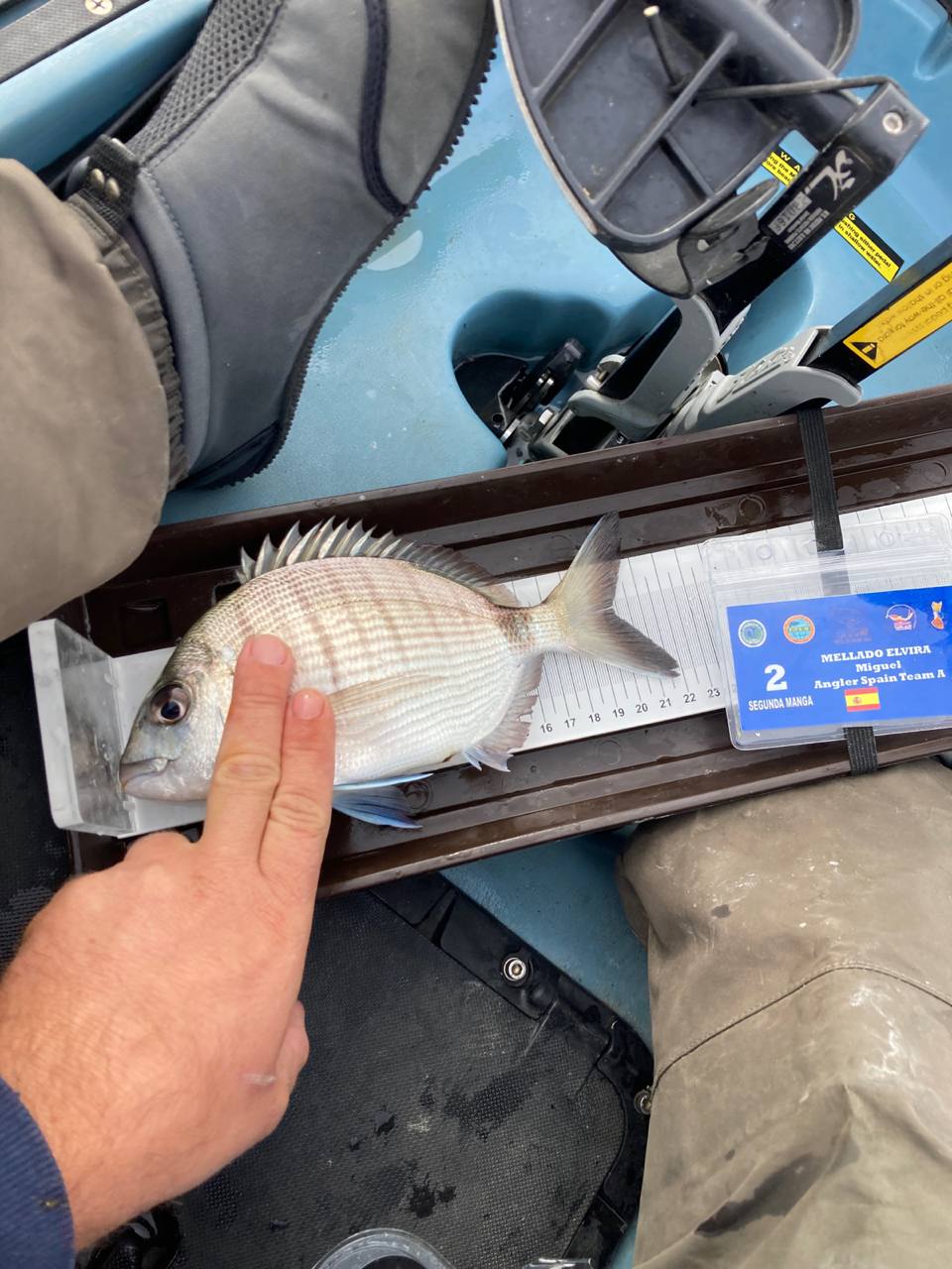 Black Bass (Largemouth bass)