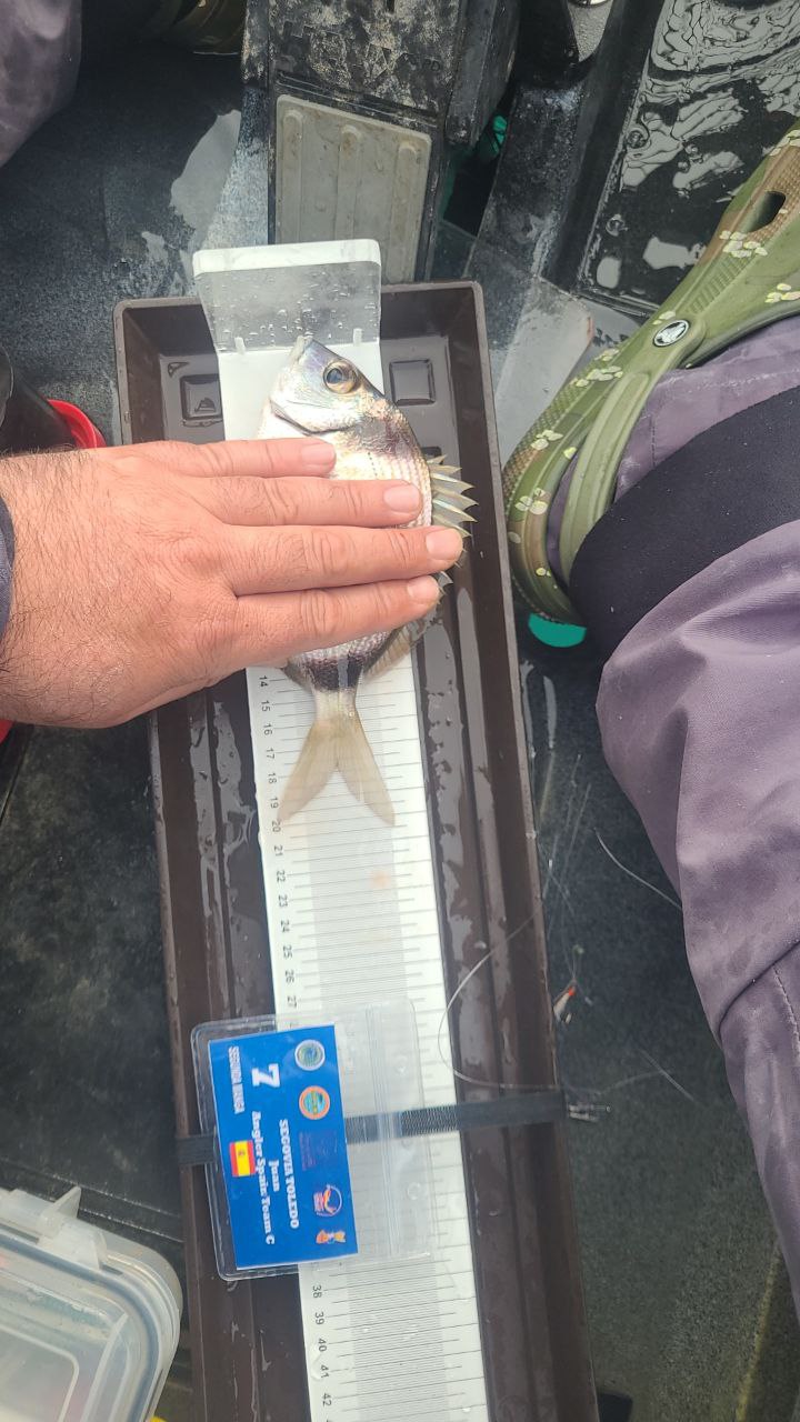 Black Bass (Largemouth bass)