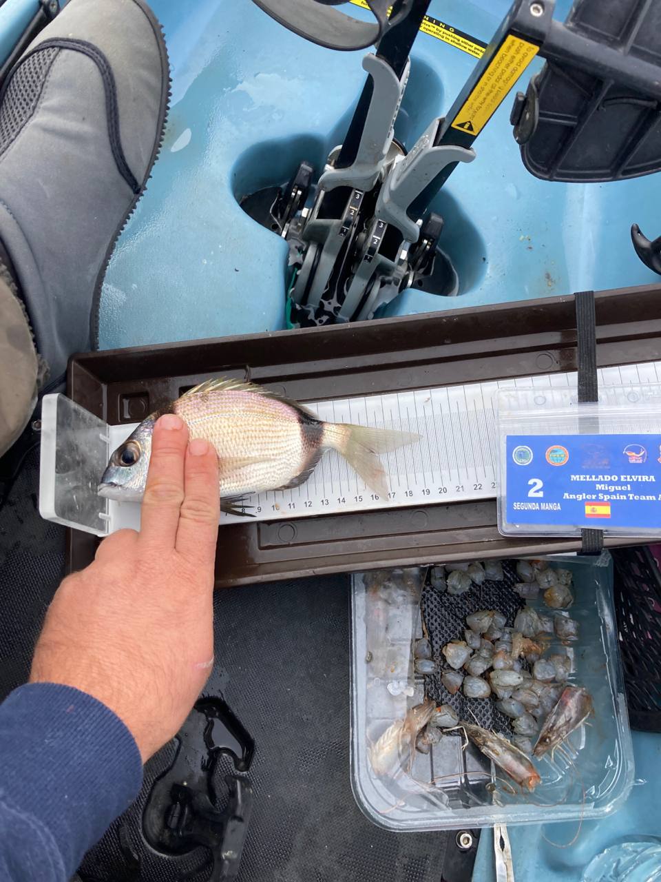 Black Bass (Largemouth bass)