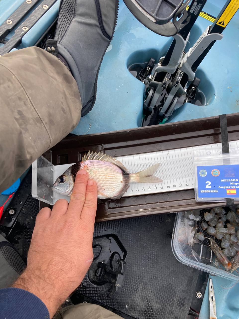 Black Bass (Largemouth bass)