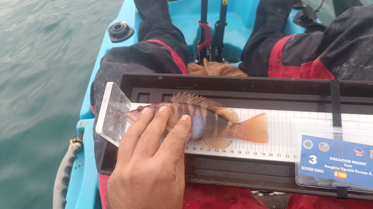 Black Bass (Largemouth bass)
