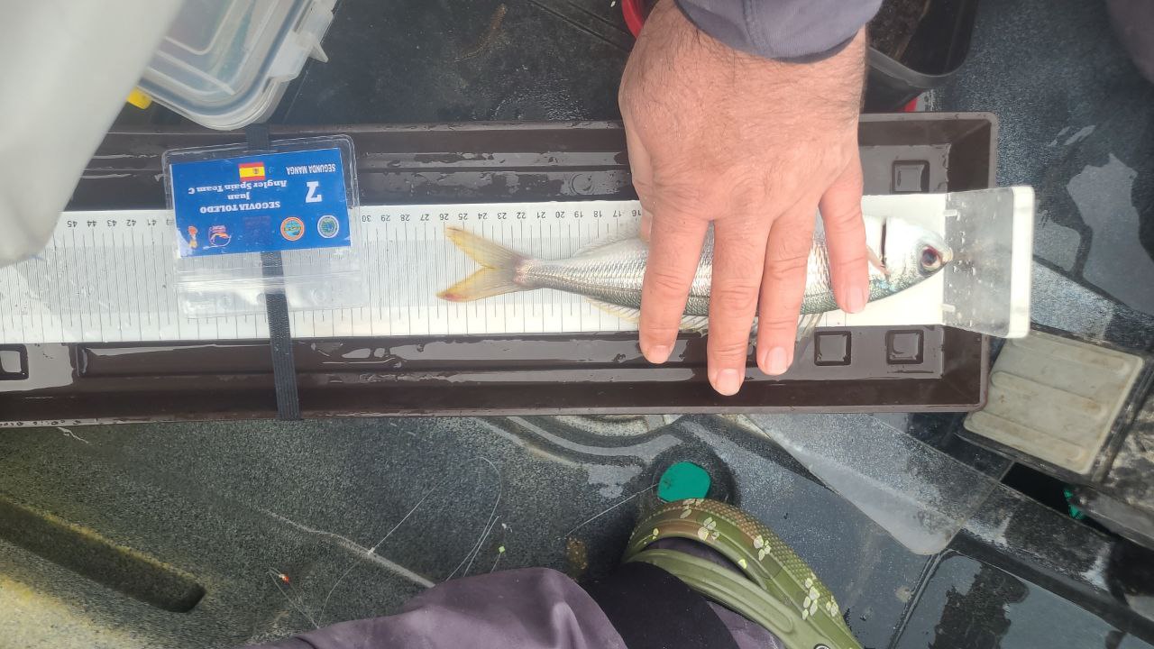 Black Bass (Largemouth bass)