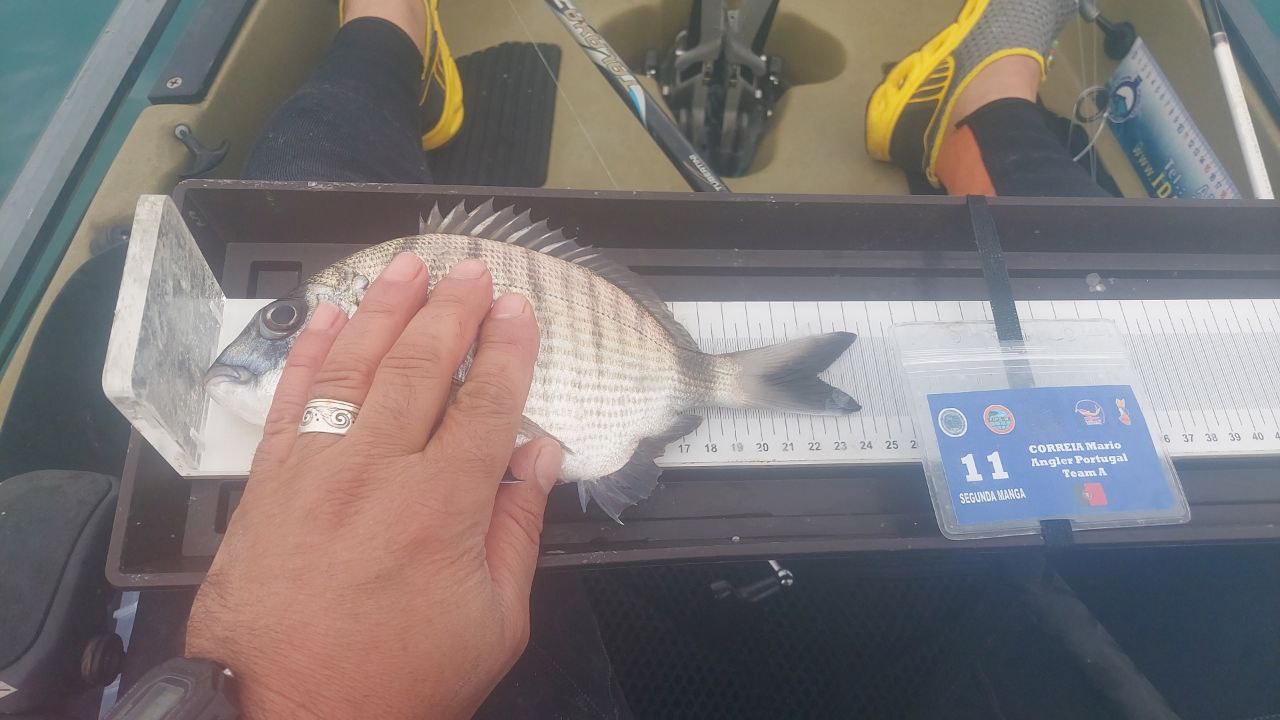 Black Bass (Largemouth bass)