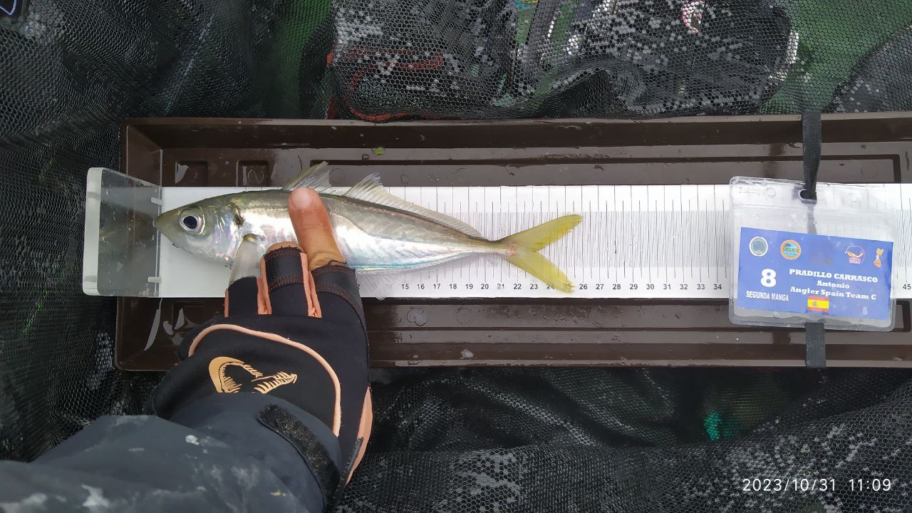 Black Bass (Largemouth bass)