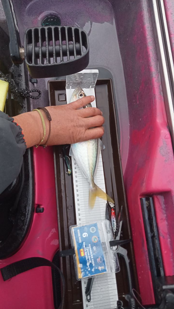 Black Bass (Largemouth bass)