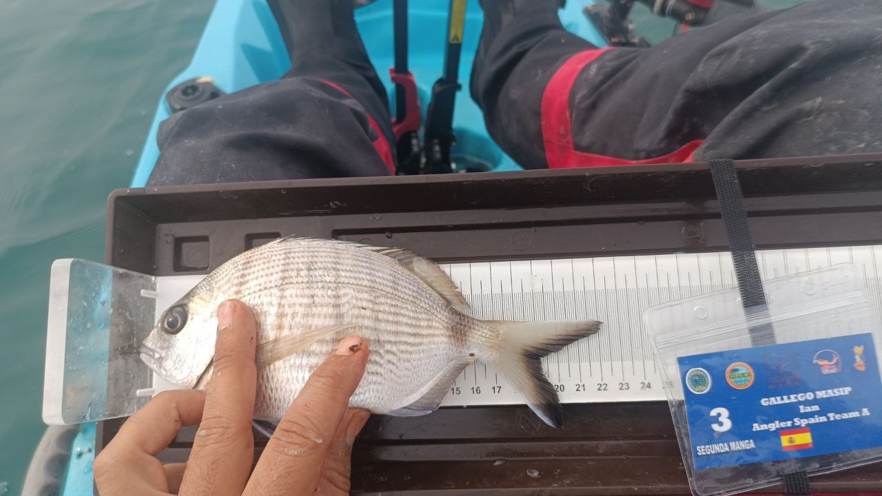 Black Bass (Largemouth bass)