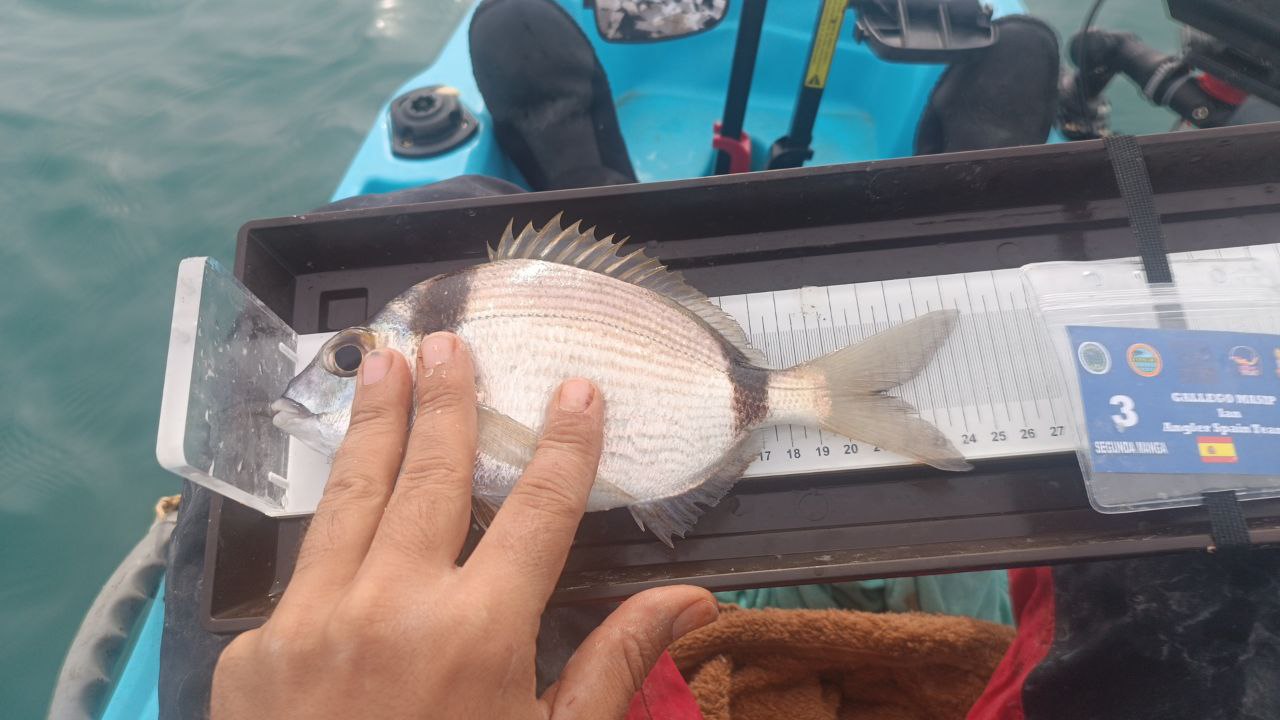 Black Bass (Largemouth bass)