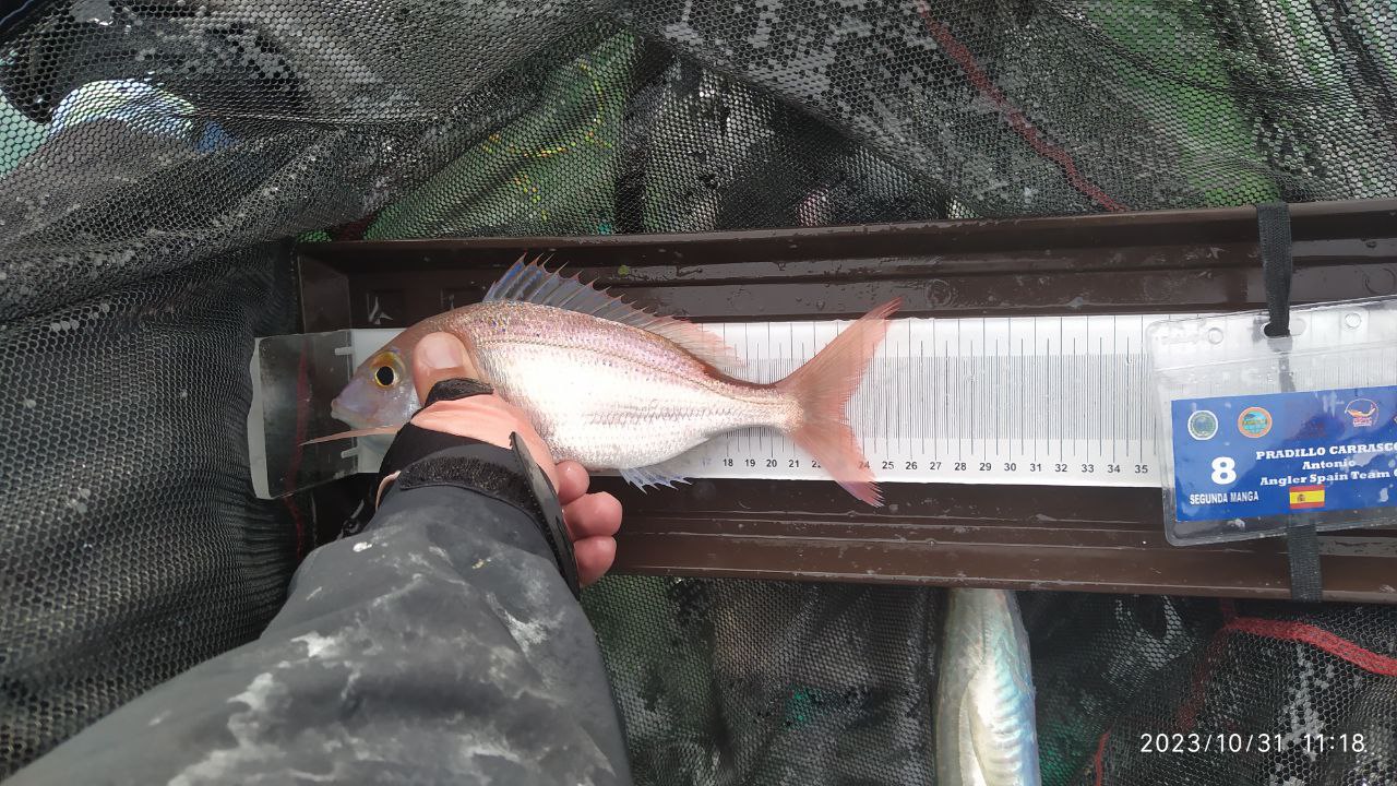 Black Bass (Largemouth bass)