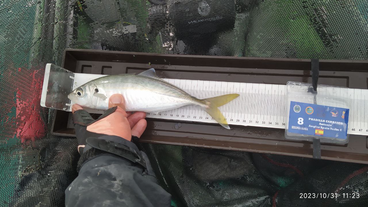 Black Bass (Largemouth bass)