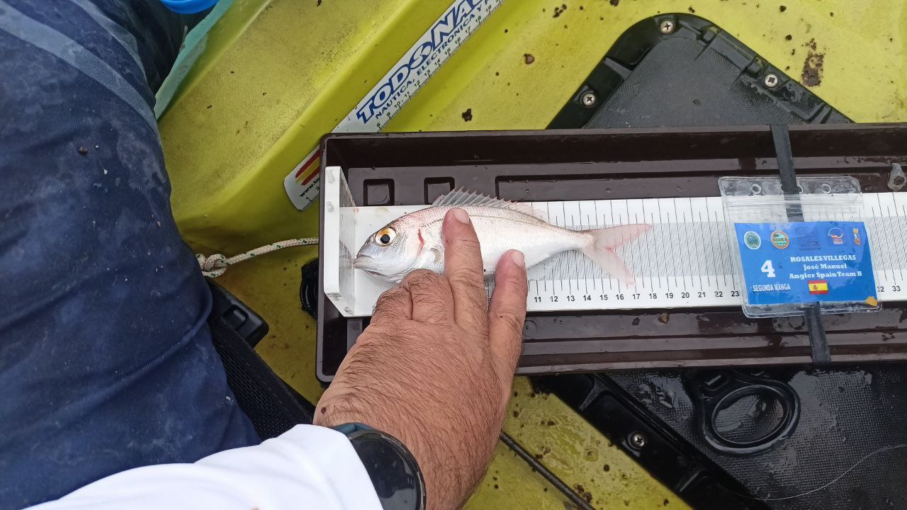 Black Bass (Largemouth bass)