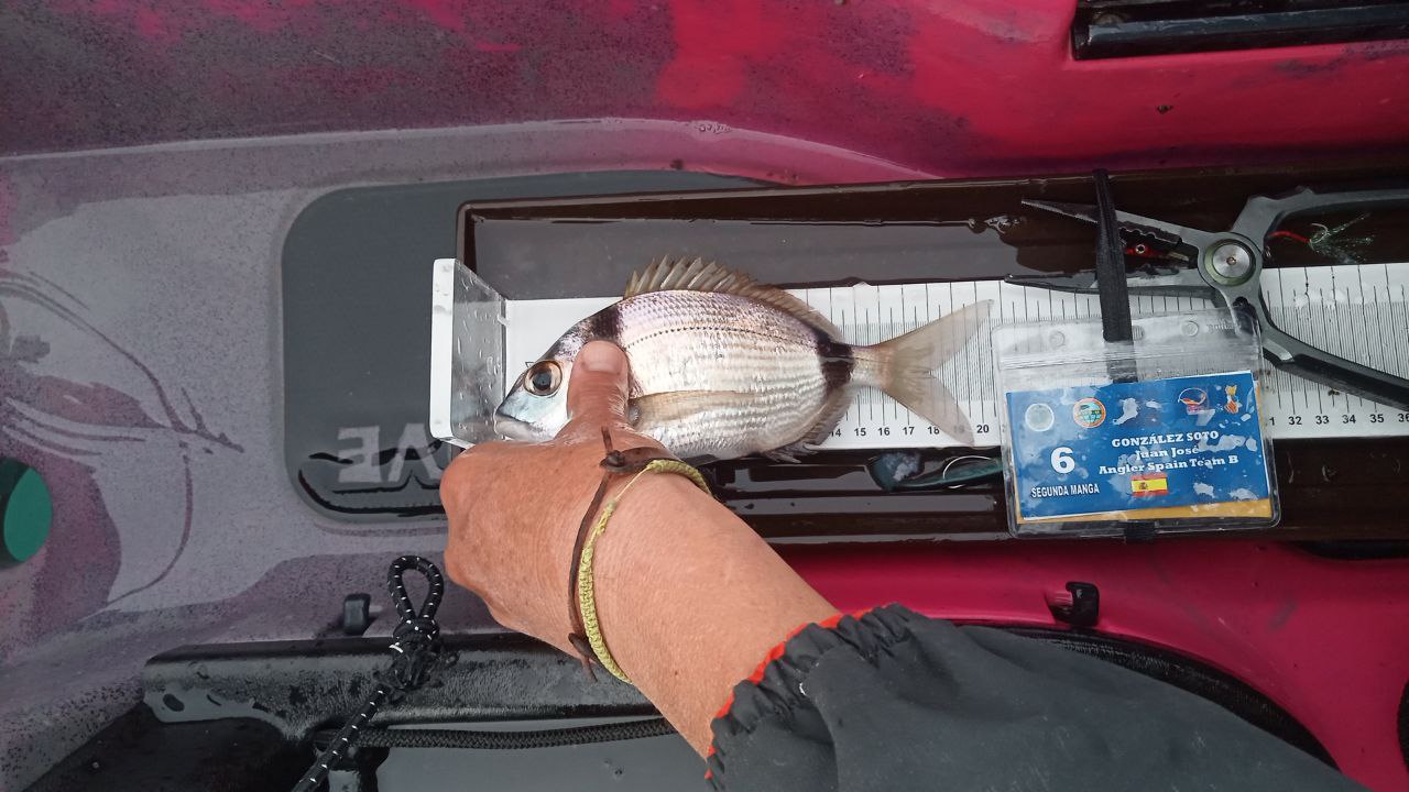 Black Bass (Largemouth bass)